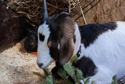 Сибирский зоопарк принимает новогодние елки для питомцев