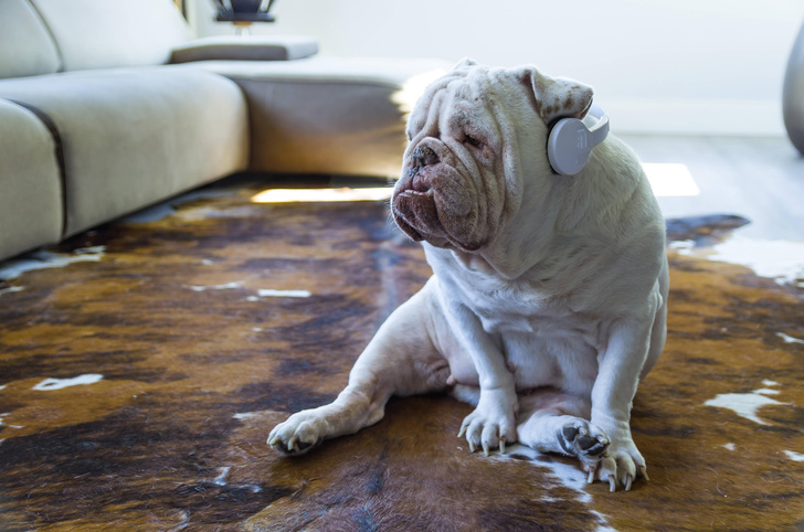 Способны ли кошки и собаки воспринимать музыку?