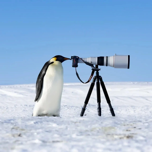 Источник: The Nature Photography Contest