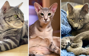 Лаперм и менуэт: 10 пород кошек, о которых даже никто не слышал