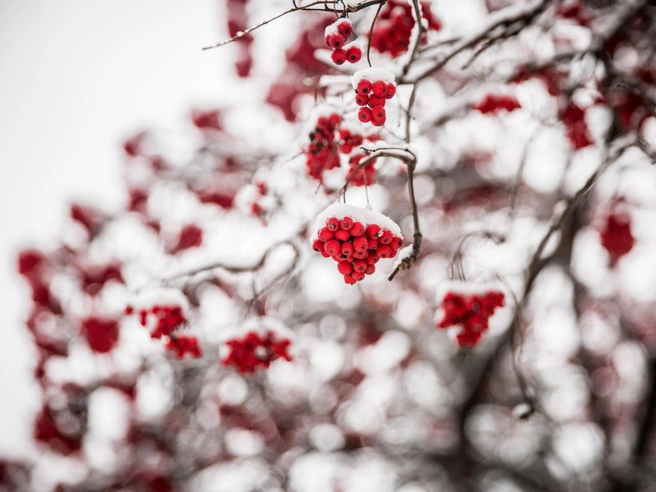 Почти весь ноябрь в регионе будет снежным | Источник: Александр Ощепков / NGS.RU