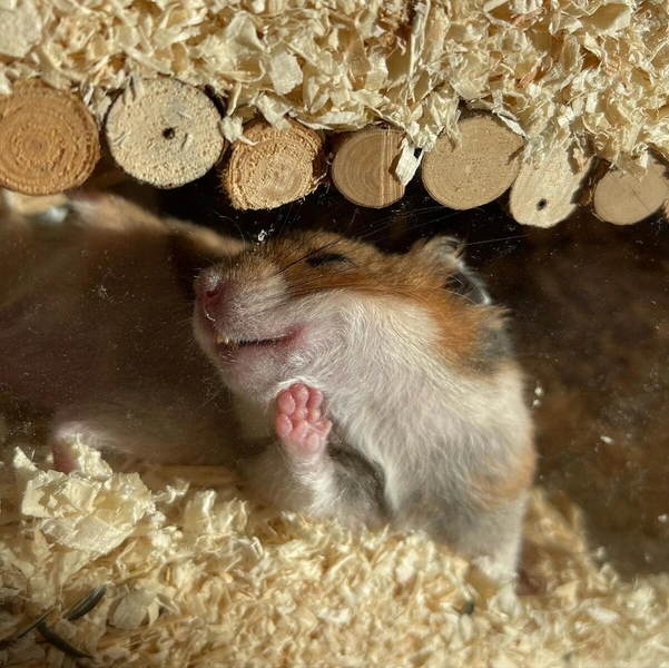 Источник: Comedy Pet Photo Awards