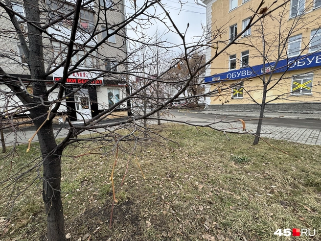 На дереве набухли почки | Источник: Юлия Король / 45.RU