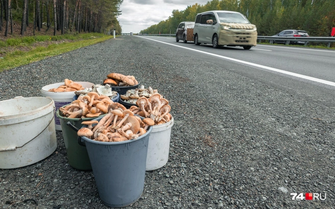 Несмотря на то, что летний сезон будет в разгаре к июлю, в мае грибники уже могут готовиться к урожаю | Источник: Наталья Лапцевич / 74.RU