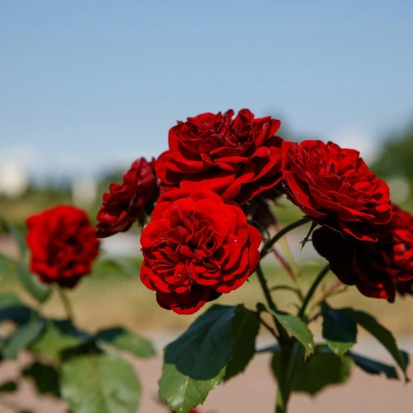 Источник: музей-заповедник «Петергоф»