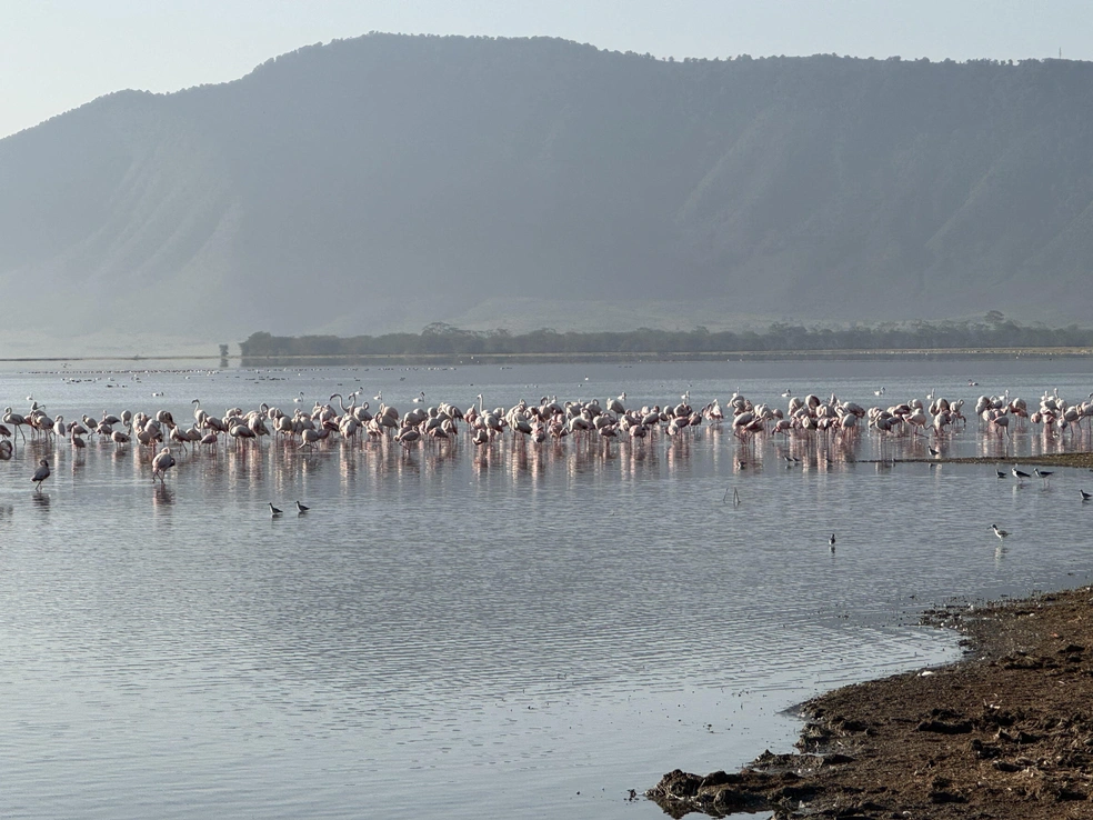 Где еще увидишь целую стаю фламинго! | Источник: Эрдня / Личный архив