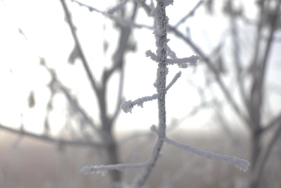 На Рязанскую область надвигаются крещенские морозы