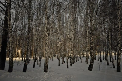 Экотропы, зоны отдыха в парке Каменка появятся к 2026 году