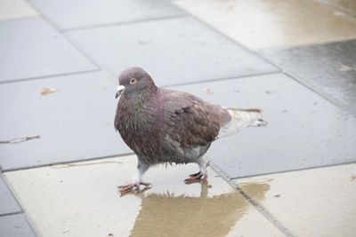 19 апреля в Тульской области ударят холода