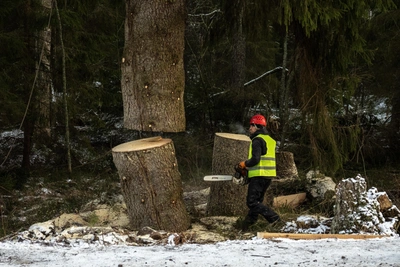 Чиновники опровергли планы вырубки леса у Барбошиной поляны