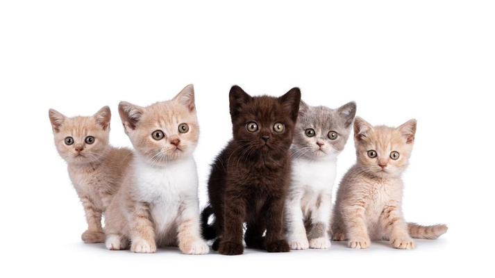 Мини-тест: Выберите котика, а мы расскажем, чего вам не хватает для счастья