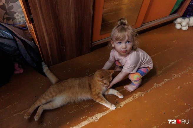 В многодетной семье котики привыкли к вниманию | Источник: Ирина Шарова / 72.RU