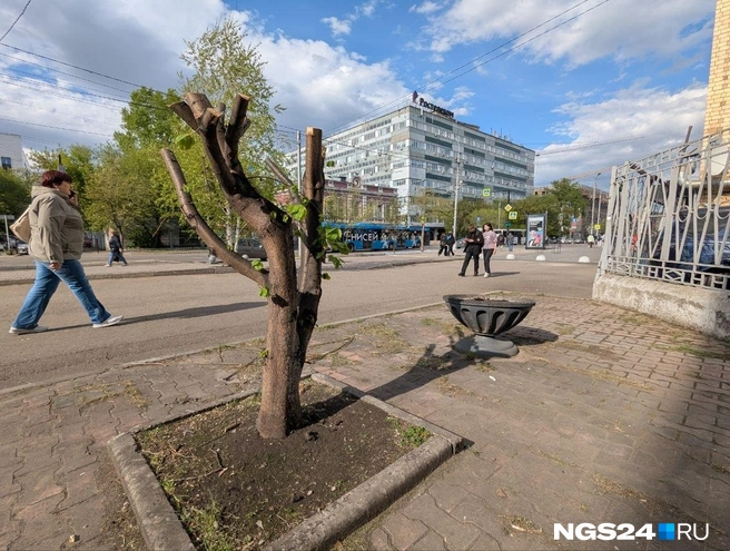 Такие инциденты в городе еще есть | Источник: Мария Ленц / NGS24.RU