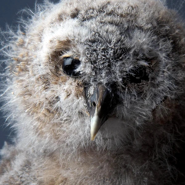 Источник: Phillip Pilkington / Smithsonian Magazine Photo Contest 2012