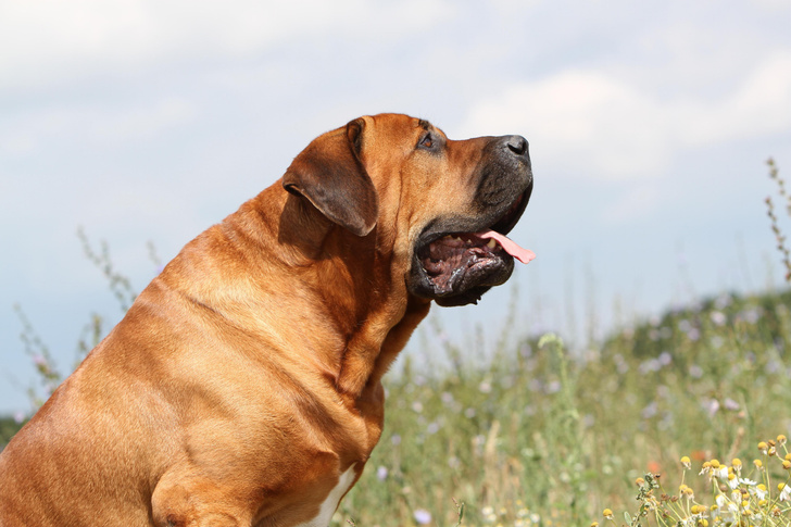 Охотники, спасатели, няньки: как служат человеку 10 самых крупных пород собак