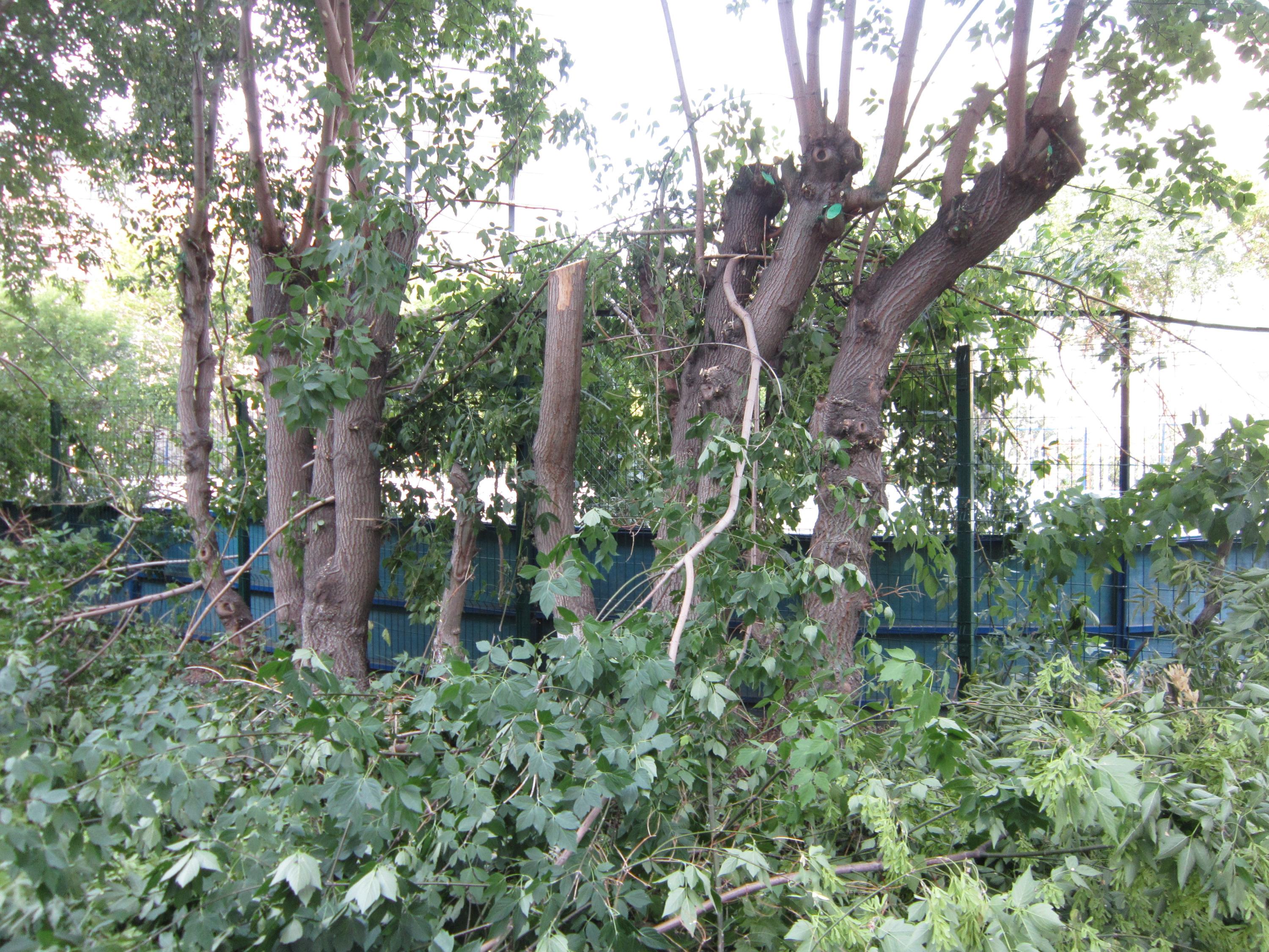 1 июля дерево. Вырубают деревья во дворе Феодосийской улице. Спиленные деревья во дворе фото.