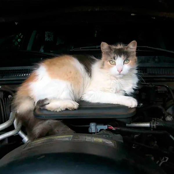 Источник: соцсети