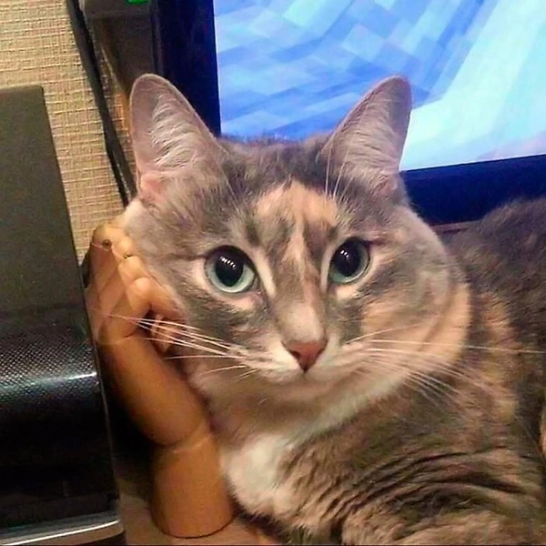 Источник: соцсети