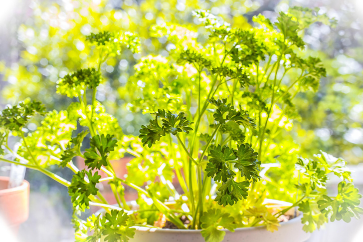 Что можно выращивать дома: ваш маленький огородик на подоконнике