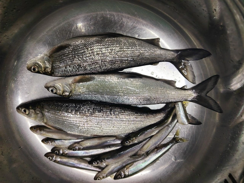 Источник: Евгений Бойцов