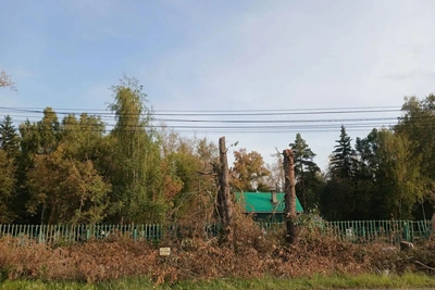 В Омске на 10 лет Октября вырубили десятки тополей