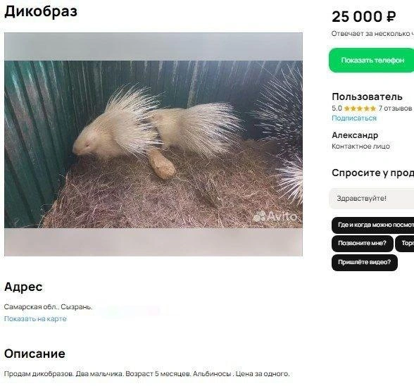 Дикобразы&nbsp;— это крупные млекопитающие грызуны. В неволе могут прожить до 30 лет | Источник: Avito.ru