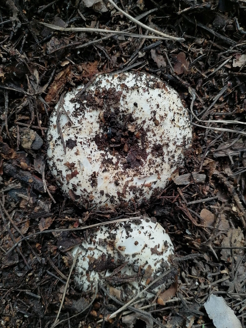 Источник: «Уральский яжегрибник» / Vk.com