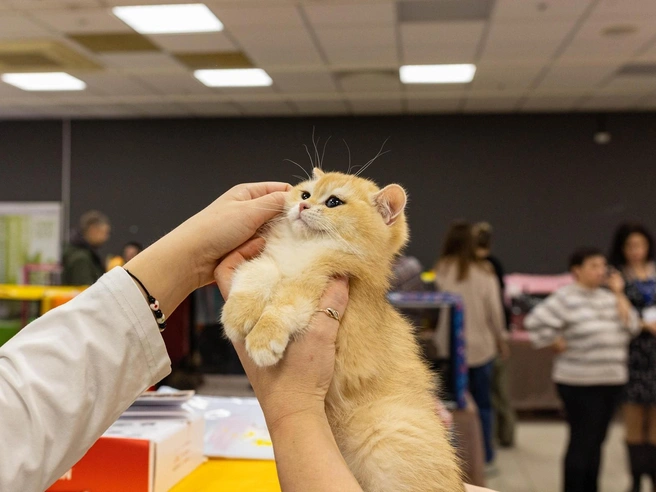Котят разрешалось гладить только после обработки рук антисептиком. | Источник: Артём Бауман / 76.RU