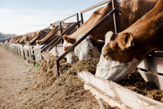 Источник: предоставлено пресс-службой «ЭкоНива»