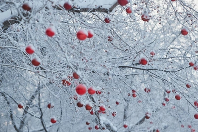 Похолодание в Новосибирской области может достигнуть -39 °C