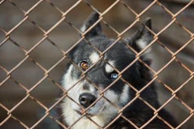 Компания «Пять звезд» вновь займется отловом собак в Чите