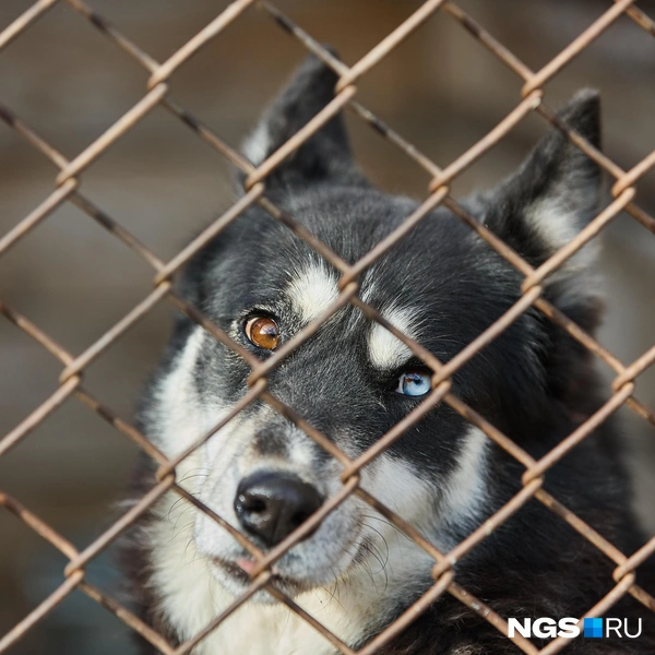 Приют становится домом для большинства питомцев | Источник: Александр Ощепков / NGS.RU
