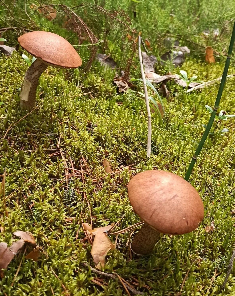 Таких двух братцев обнаружила тюменка после дождя. На «своей» полянке | Источник: Татьяна Ильина / Vk.com