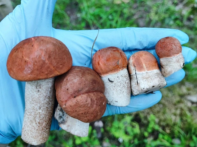 Грибники похвастались уловом подосиновиков  | Источник: Дары лесов Урала и Свердловской области / Vk.com 