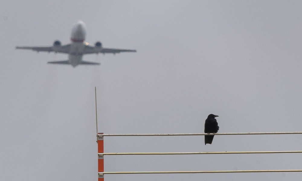 Это птица это самолет. Птицы атакуют самолет. Столкновение самолета с птицей. Птица рядом с самолетом.