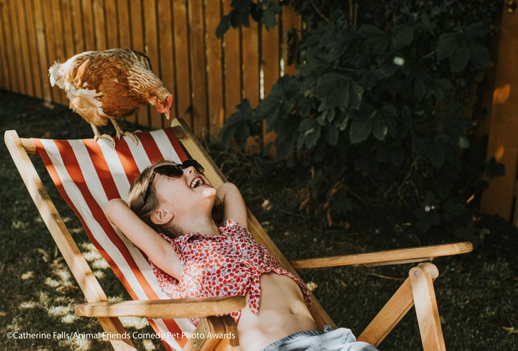 Самые смешные фото куриц за всю историю конкурсов Comedy Pet Photography Awards и Pet Photography Awards | Источник: Comedy Pet Photography Awards