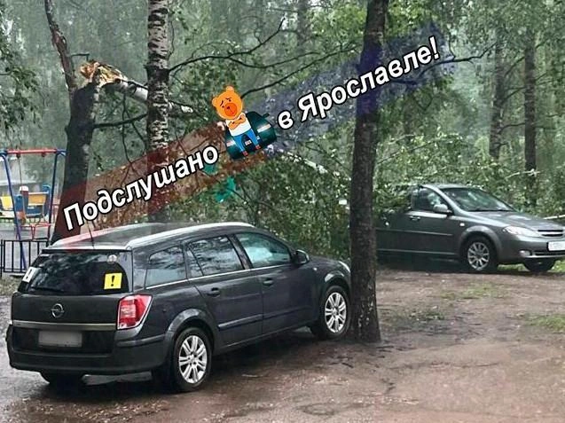Береза упала на машину | Источник: Подслушано в Ярославле! / Vk.com