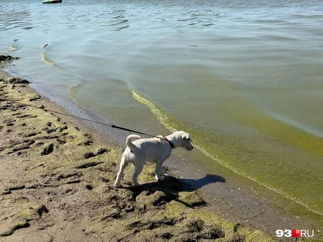 Даже собаке любопытно, откуда столько водорослей | Источник: Валерия Дульская / 93.RU