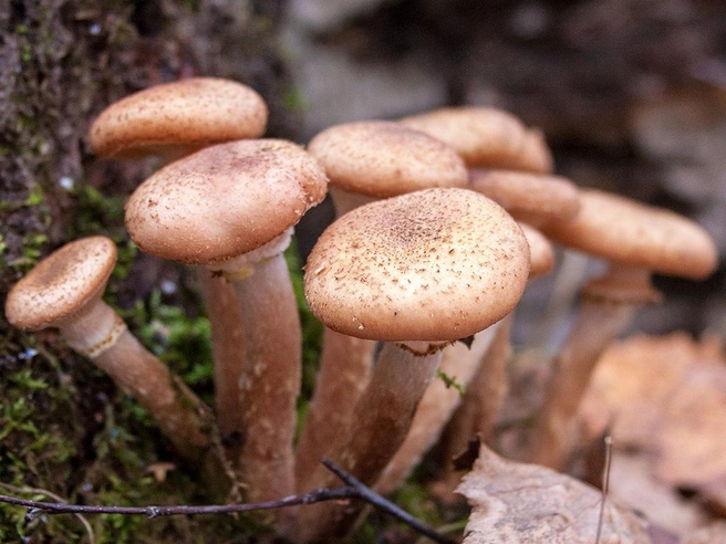 У осенних опят есть юбочка на ножке и бархатистая шляпка | Источник: mycology.su