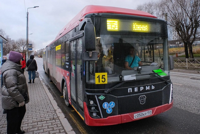 С декабря в Закамск пустили гармошки на маршруте № 15, но и с ними возникли проблемы | Источник: Тимофей Калмаков / 59.RU
