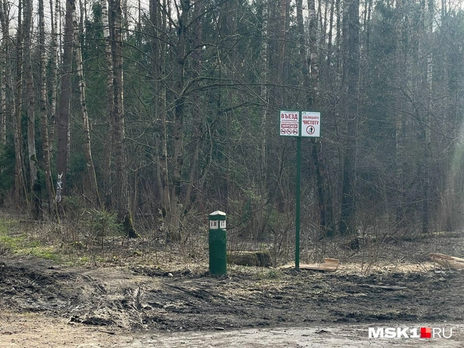 Местные жители переживают, что из-за строительства нового въезда в город пострадает лес | Источник: Екатерина Фадеева / MSK1.RU
