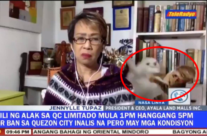 Фото №1 - Драка кошек за спиной журналистки в прямом телеэфире стала вирусной (видео)