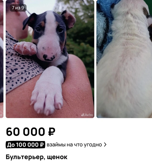Бультерьер  | Источник: «Авито»