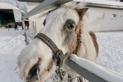 ЧС в Абыйском районе из-за гибели лошадей от голода