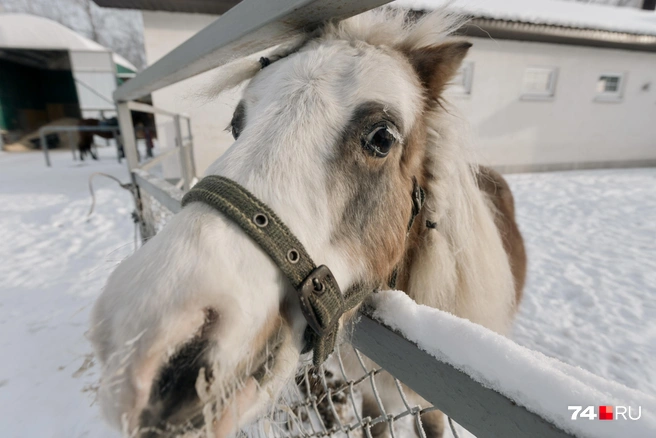 Маленькие лошадки всего 63 сантиметра от холки  | Источник: Наталья Лапцевич / 74.RU