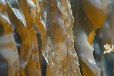 Косметика из беломорских водорослей: как производят