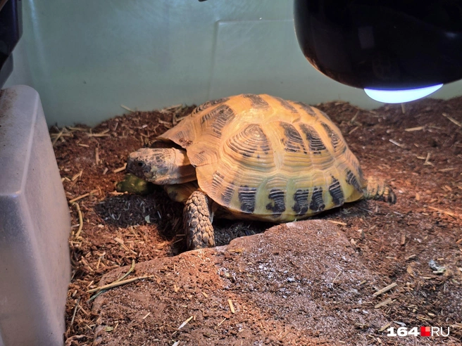 Тут живут и такие черепашки | Источник: Семен Коротов-Майбах / 164.RU