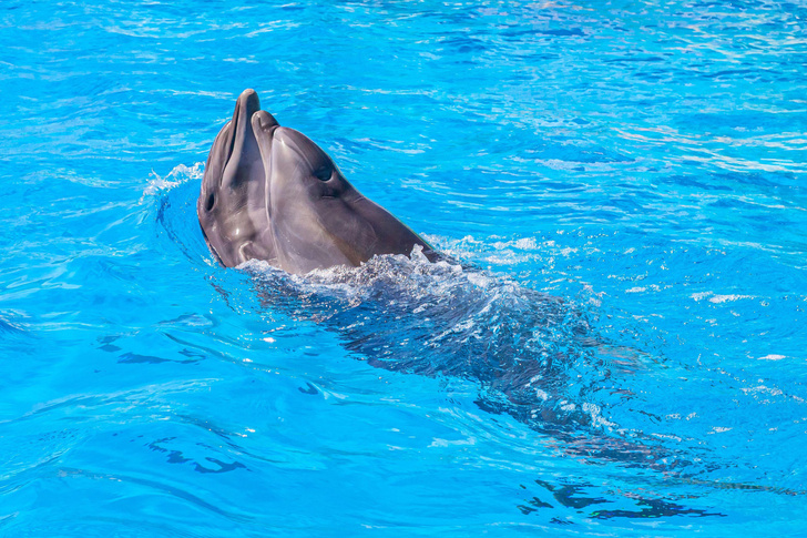 В Севастополе хозяин выбросил четырех ручных дельфинов в море. Спасут ли животных?