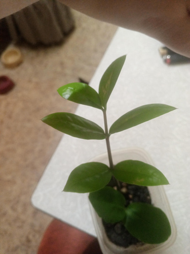 Изображение пользователя