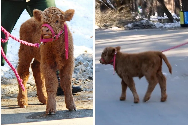 Выглядит как плюшевая игрушка! | Источник: «ЗооГородок54» / «ВКонтакте»